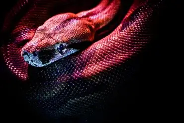 Vinpearl Safari Phu Quoc