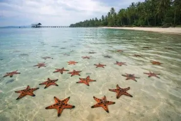 Mořské hvězdice na pláži Phu Quoc Vietnam