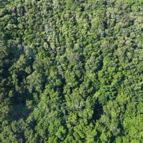 Letecký pohled na nekonečnou plochu hustého tropického pralesa na ostrově Phu Quoc.