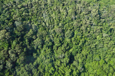 Letecký pohled na nekonečnou plochu hustého tropického pralesa na ostrově Phu Quoc.