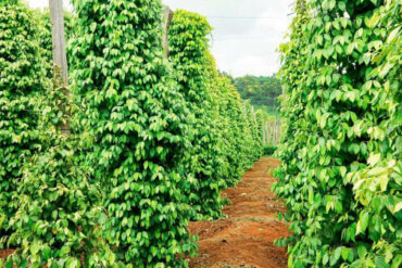 Pohled do řad vzrostlých pepřovníků na farmě na ostrově Phu Quoc.