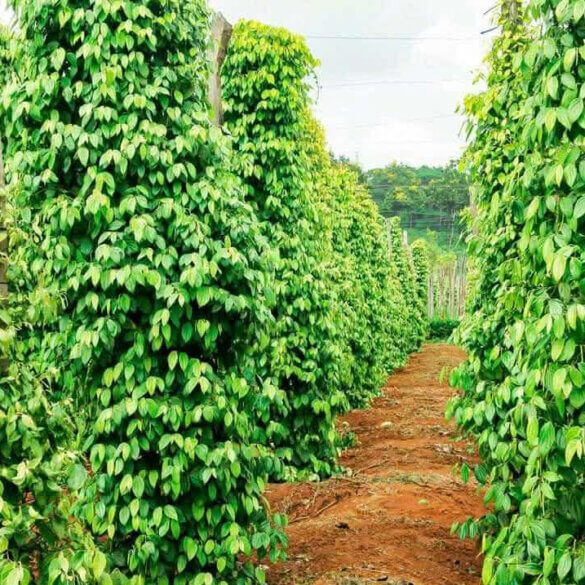 Pohled do řad vzrostlých pepřovníků na farmě na ostrově Phu Quoc.