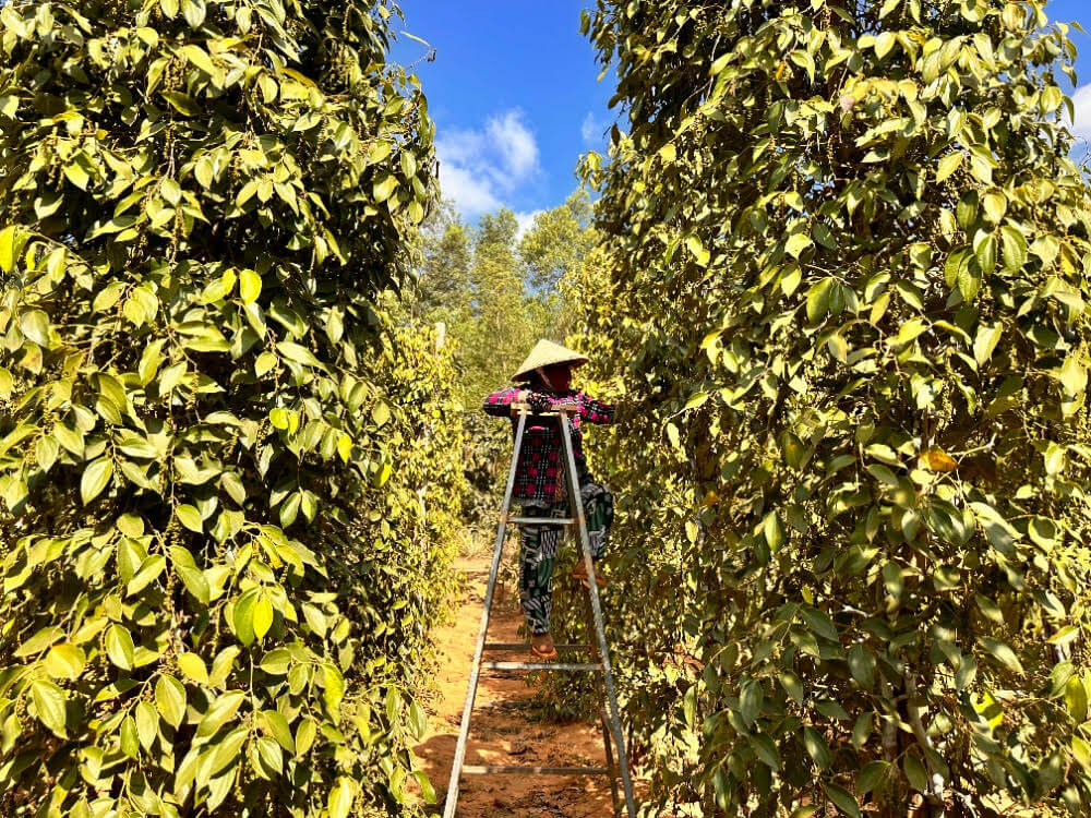 Sběr pepře z vysokého žebříku mezi rostlinami pepřovníku