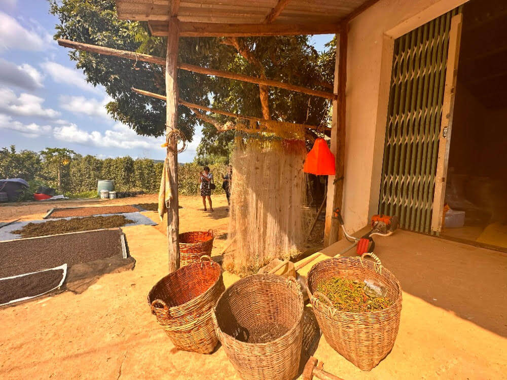 Tradiční proutěné koše s čerstvě sklizeným pepřem a sítě na sušení