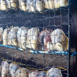 Detailní pohled na ústřice v pěstebních sítích na perlové farmě.