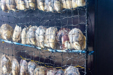 Detailní pohled na ústřice v pěstebních sítích na perlové farmě.