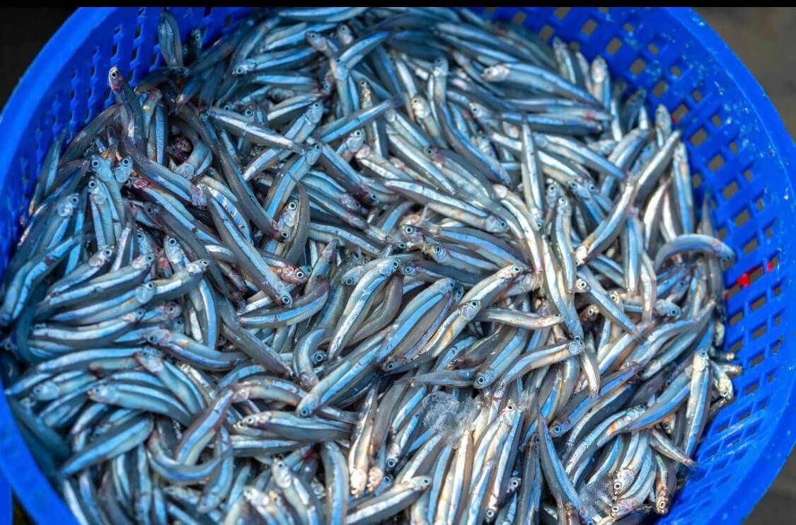 Čerstvě ulovené ančovičky v modrém koši připravené k výrobě omáčky